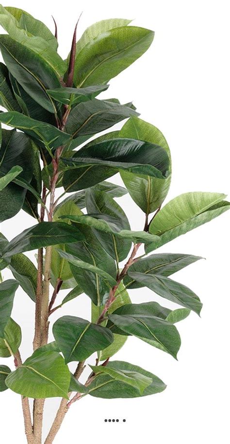 Ficus Robusta Artificiel Troncs PE En Pot Superbe Et Rare