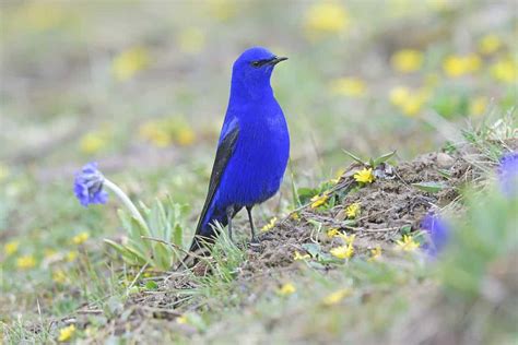 10 Stunning Bird Species - Hot News 247