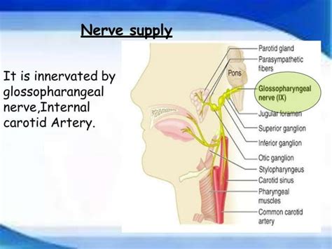 Development of Pharyngeal arches and pouches ppt