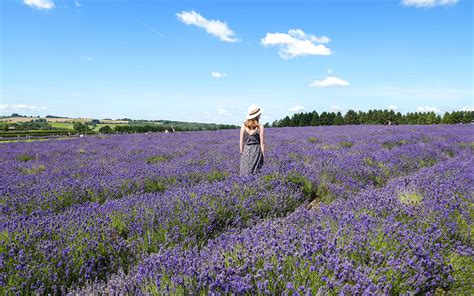 Visiting the Cotswold Lavender fields [2024]: Everything you need to know