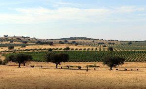 Vinhos Do Alentejo Lan Am Certifica O In Dita De Produ O Sustent Vel