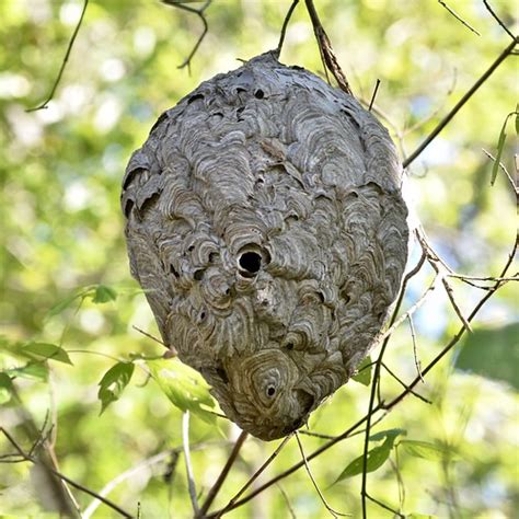 Bald Faced Hornet Nest Virginia Nest Of Bald Faced Hornet Flickr