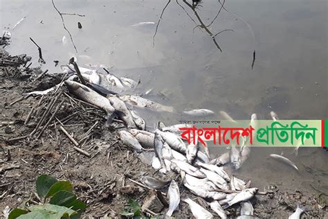 আলমডাঙ্গায় পুকুরে বিষ প্রয়োগে লক্ষাধিক টাকার মাছ নিধন Online Version