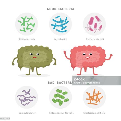 Bakteri Baik Dan Bakteri Jahat Di Usus Manusia Bifidobacteria