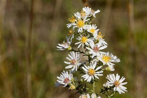 Symphyotrichum Ericoides Heath Aster Friends Of The Arboretum FOA