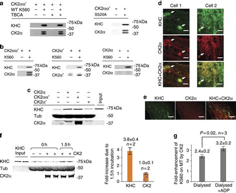 Mechanism Of Ck Mediated Activation A Role Of Motor Phosphorylation