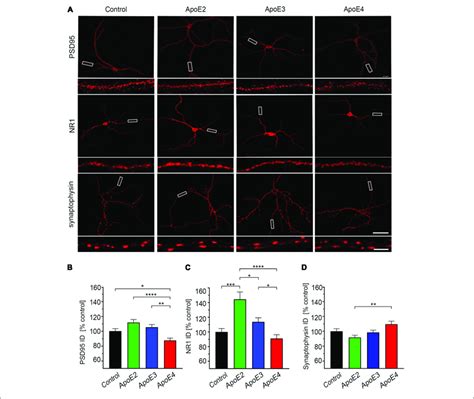 Apoe Isoforms Differentially Regulate Expression Of Psd And Nr