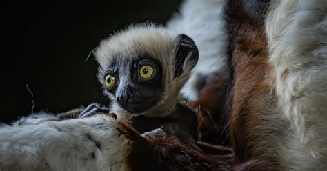 'Dancing Lemur' Born in England Zoo's Quest to Save Species