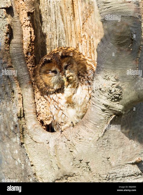 Tawny Owl Roosting In A Hole In A Beech Tree Stock Photo Alamy