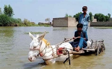 جیکب آباد، سیلاب متاثرین گدھا گاڑی کے ذریعے محفوظ مقام پر منتقل کر رہے ہیں۔