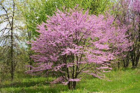 The Most Beautiful Ornamental Trees For Your Yard The Homesource