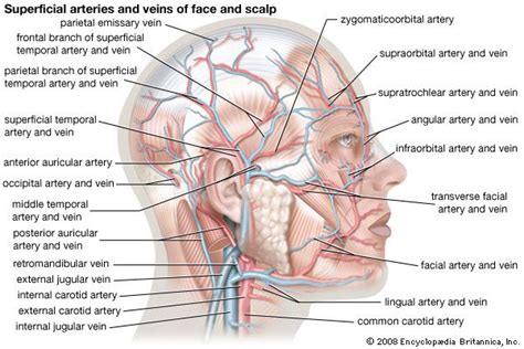 Superficial Arteries And Veins Of The Face And Scalp Kenhub Porn Sex