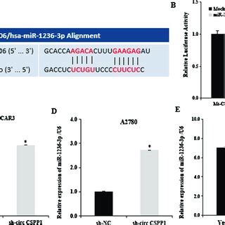 Circ CSPP1 Acts As A MiR 1236 3p Sponge A MiR 1236 3p Is A Predicted