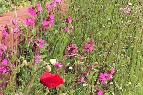 Over 100 Acres Of Wildflower Rich Meadows Are Being Restored Across