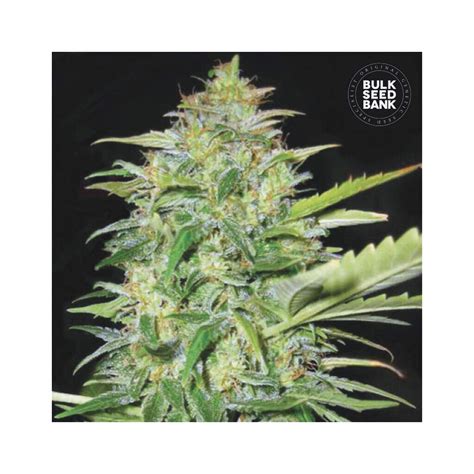 Bulk Seeds Bank Auto Lime Skunk Indras Planet 18 00