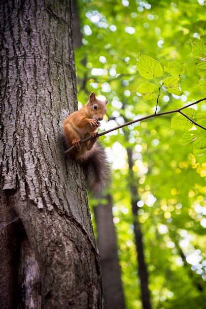 Ardilla linda se sienta en la rama de un árbol comiendo nueces Foto