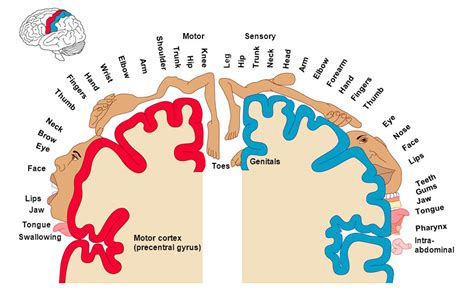 How Your Brain Sees Your Body Learn Somatics