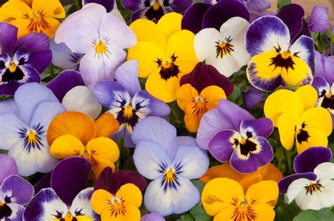 How To Grow And Care For Pansies