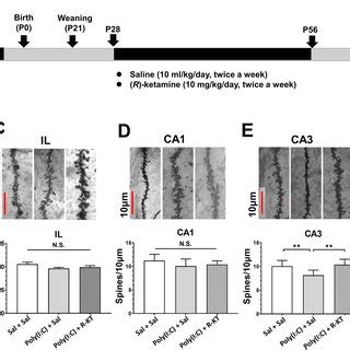 Effects Of R Ketamine On Dendritic Spine Density In The Brain Of