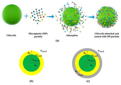 Micromachines Free Full Text Dc Dielectrophoretic Manipulation And Isolation Of Microplastic