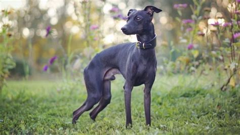 Italian Greyhound Colors An Overview With The Cutest Photos