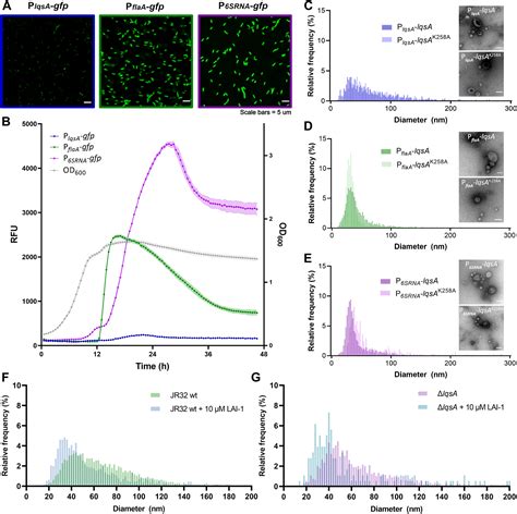 The Legionella Autoinducer LAI 1 Is Delivered By Outer Membrane