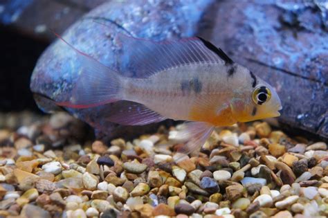 Selecting Bolivian Ram Cichlid Tank Mates