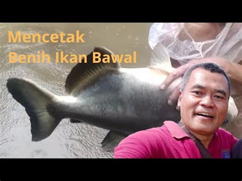 Budidaya Ikan Bawal Di Kolam Tanah Segmen Pendederan Benih Dari Larva