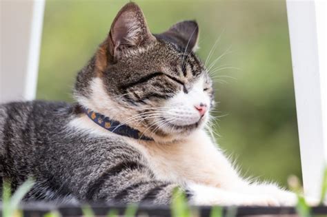 American Wirehair Cat Breed Characteristics Cuteness