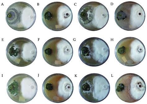 In Vitro Mycoparasitism Of Different Species Of Trichoderma Against F