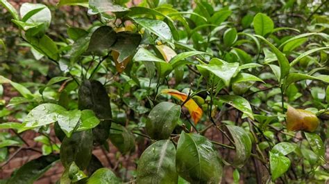 Un Limonero Con Hojas Verdes Y Hojas Amarillas Foto Premium