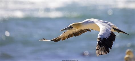 Diamonds In The Rough Lamberts Bay Including Elands Bay Alex Aitkenhead