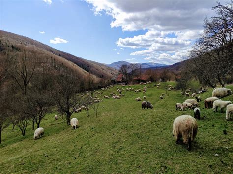 O Zi N Mediul Rural I La Castelul Corvinilor Cu Plecare Din Arad