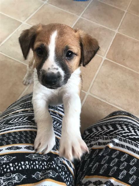 Jack Russel Puppies In Pontefract West Yorkshire Gumtree