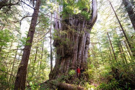 Bc Big Tree Hunter Documents Grandest Old Growth Tree He S Ever Seen