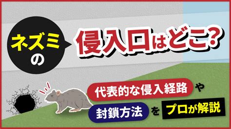 ネズミの侵入口はどこ？代表的な侵入経路や封鎖方法をプロが解説｜害獣buzz 協会加盟店and長期保証で安心の専門業者