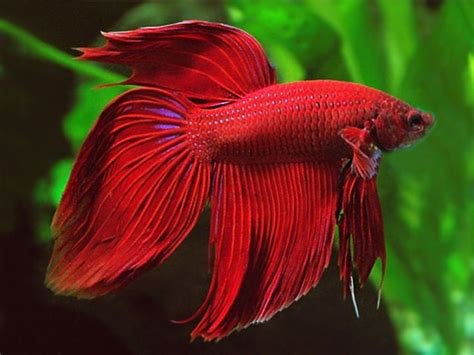 Red Veiltail Betta (Male) | Betta fish, Betta fish types, Betta