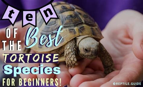 10 BEST Pet Tortoise Species for Beginners (With Pictures!)