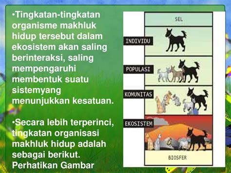 Contoh Ekosistem Beserta Individu Populasi Komunitas 1 Individu