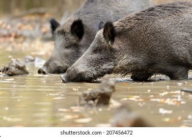 15,169 Pig hunting Images, Stock Photos & Vectors | Shutterstock