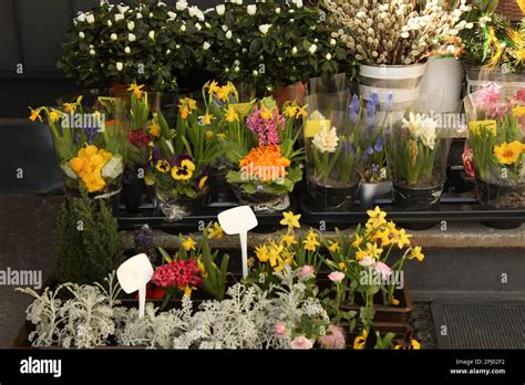 Many Different Beautiful Plants At Outdoor Flower Shop Stock Photo Alamy