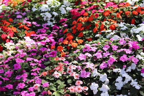 How To Grow And Care For Impatiens Gardeners Path