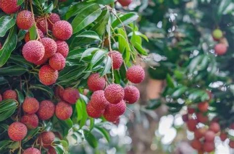 Full Sun Exposure Green Natural Litchi Plant For Fruits At Rs 80 Piece