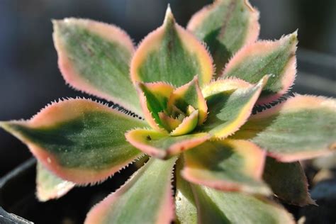 A Small Green And Pink Plant In A Pot