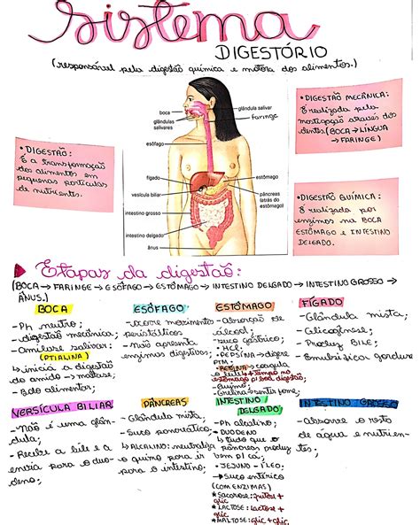 MAPA MENTAL SOBRE SISTEMA DIGESTÓRIO Maps4Study