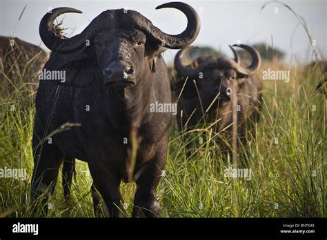 Cape Buffalo At Kidepo Valley National Park Uganda East Africa Stock