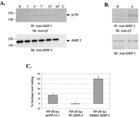 Ship Inositol Phosphatase Is Inducibly Expressed In Human Monocytes