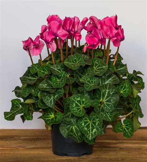 Cyclamen Plant How To Grow And Care For Cyclamen Plants