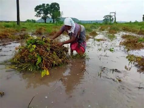 सहा हजार हेक्टरवर अवकाळी पावसामुळे नुकसान कृषी विभागाचा प्राथमिक अंदाज Media Vni Vision