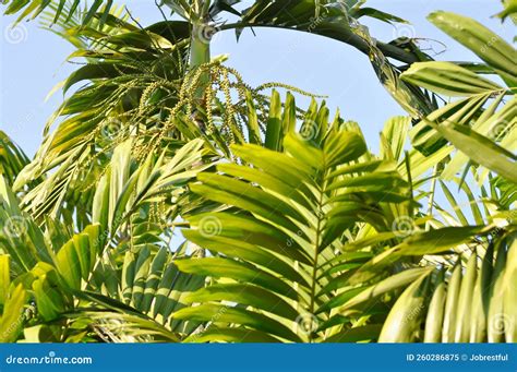 areca nut areca nut palm  areca palm  betel nut palm  betel nuts